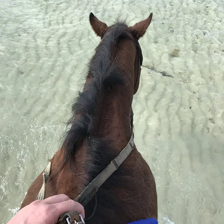 28 / 41: Horse Riding on the Bahamas in the Sea!