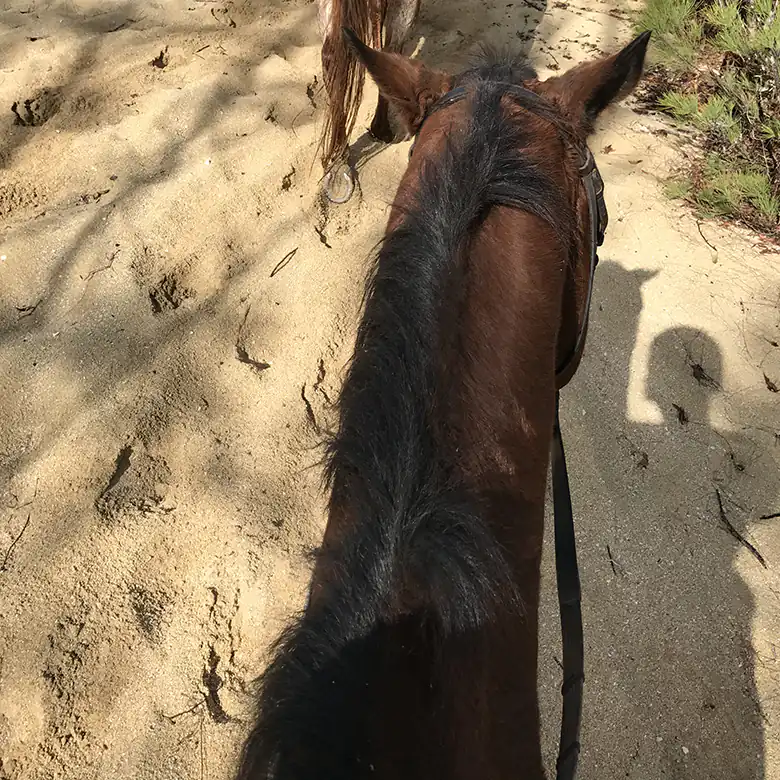 31 / 41: Horse Riding on the Bahamas in the Sea!