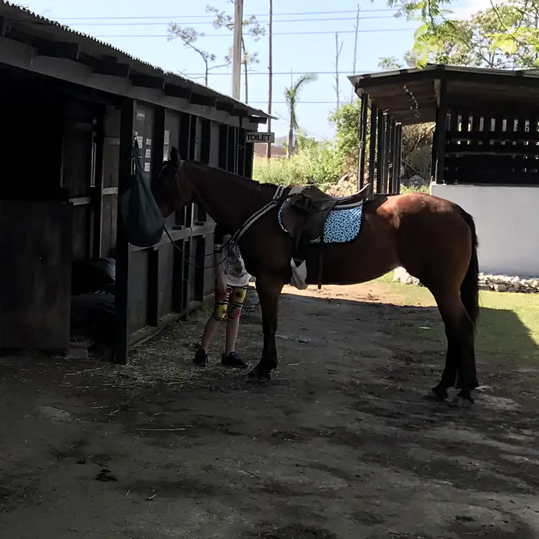 40 / 41: Horse Riding on the Bahamas in the Sea!